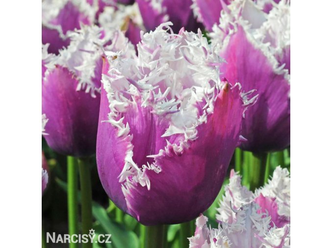 fialovy trepenity tulipan cummins 1