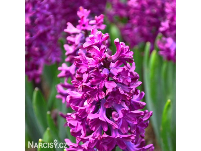 fialovy hyacint woodstock 1
