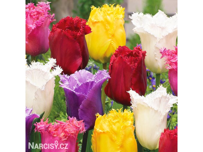 trepenite tulipany smes barev mix 2