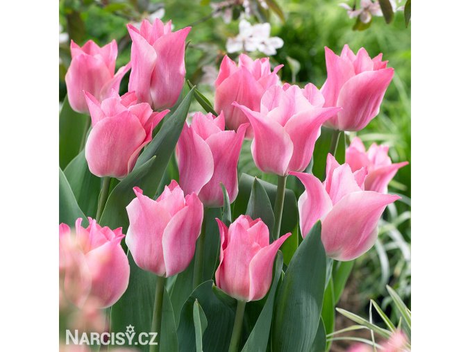 ruzovy tulipan miss elegance 2