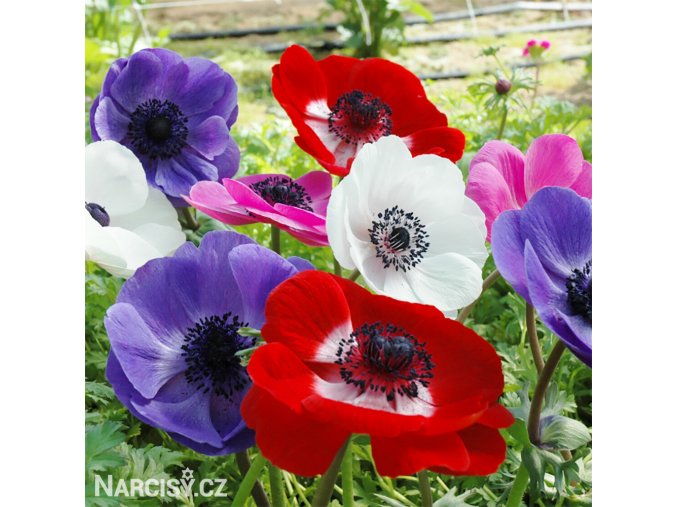 sasanka anemone de caen mix 1