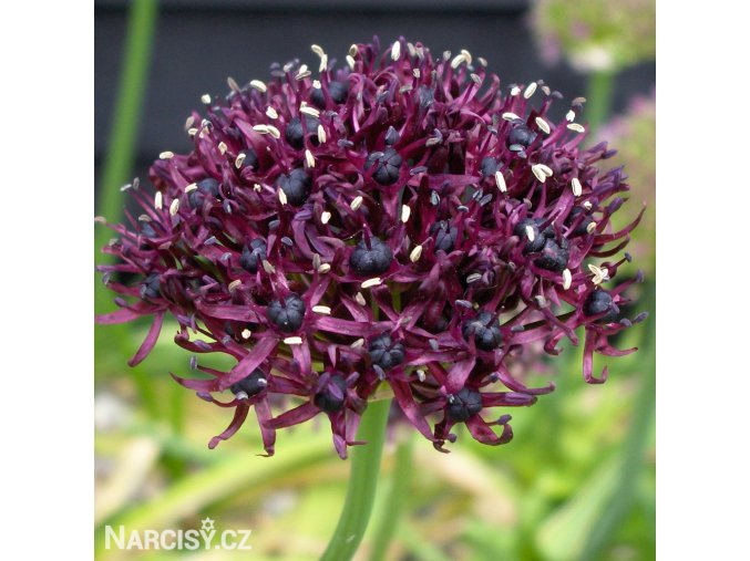 vinovy cesnek allium atropurpureum 1