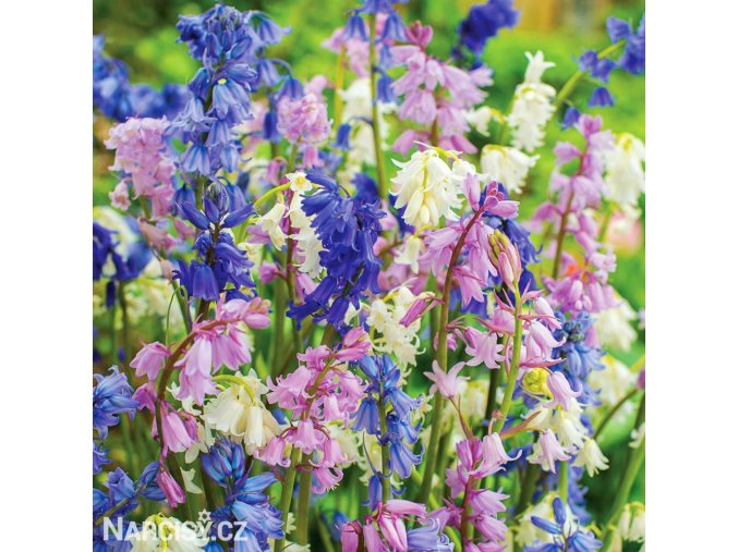 hyacintovec spanelsky smes hyacinthoides hismanica mix 1