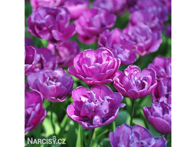 fialovy plnokvety tulipan blue diamond 2
