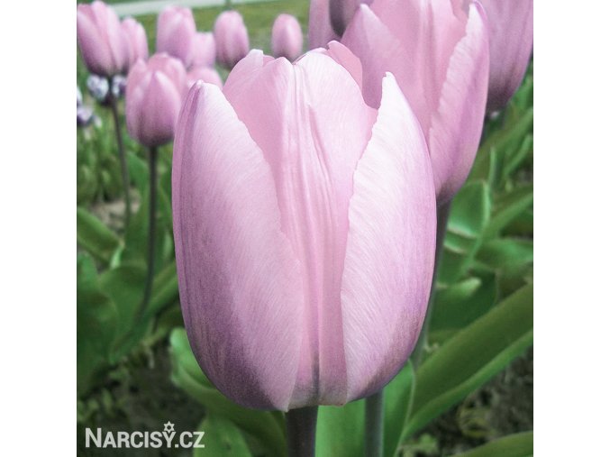 ruzovy tulipan candy prince 10