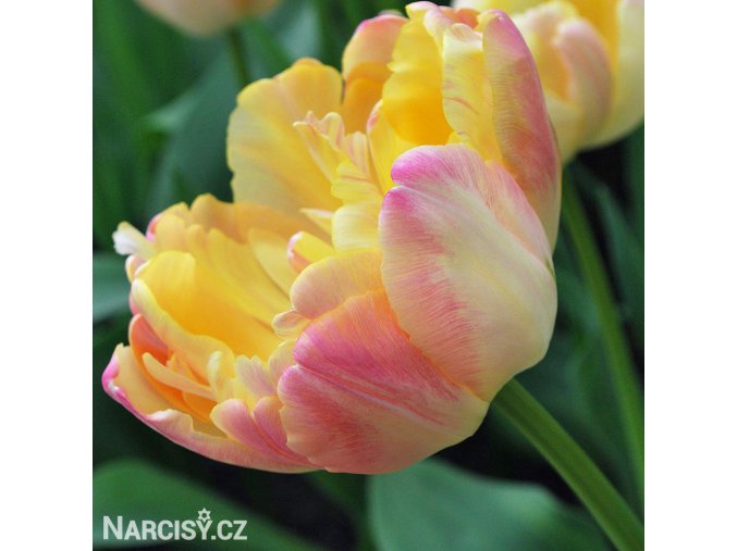 zlutoruzovy plnokvety tulipan creme upstar 1