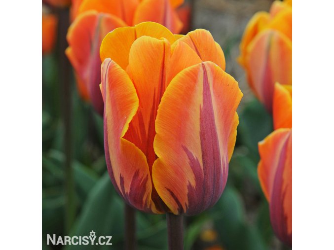 oranzovy tulipan Prinses Irene 1