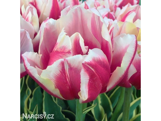 ruzovy plnokvety tulipan top lips 1