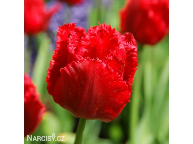 cerveny trepenity tulipan crystal beauty 0