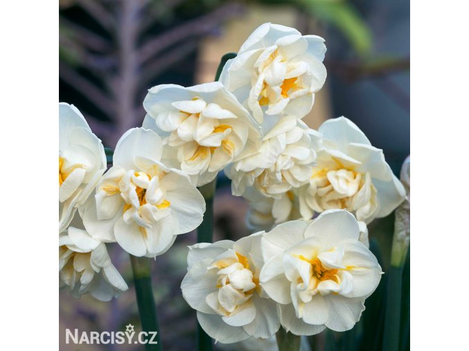 bílý plnokvětý narcis bridal crown 5