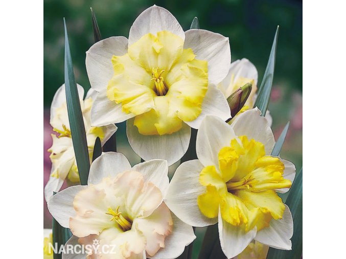 narcis split changing colours 4