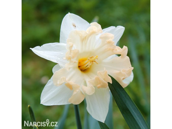 narcis split changing colours 1