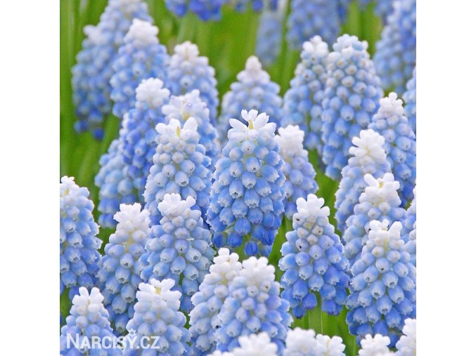 Modřenec Muscari Peppermint 1