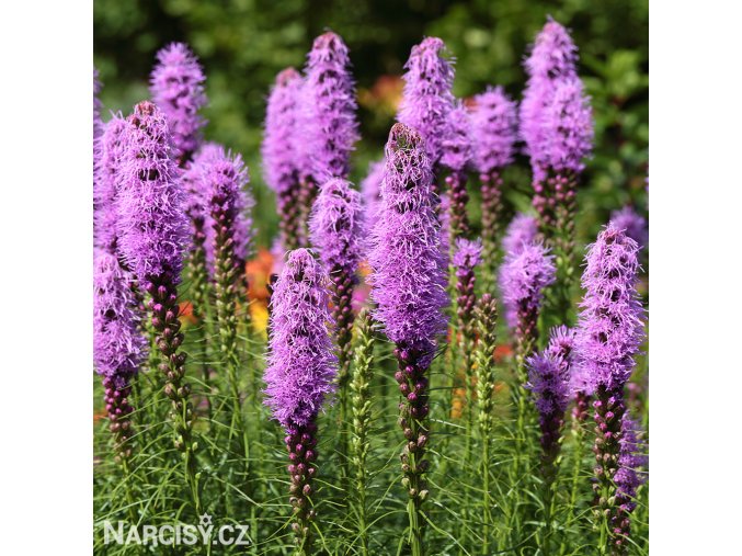 fialova suskarda liatris spicata 4