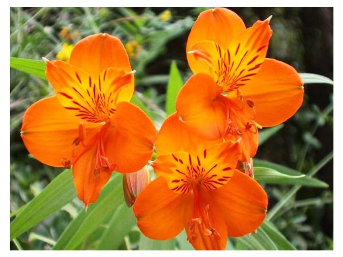 Alstroemeria aurea Orange King 07
