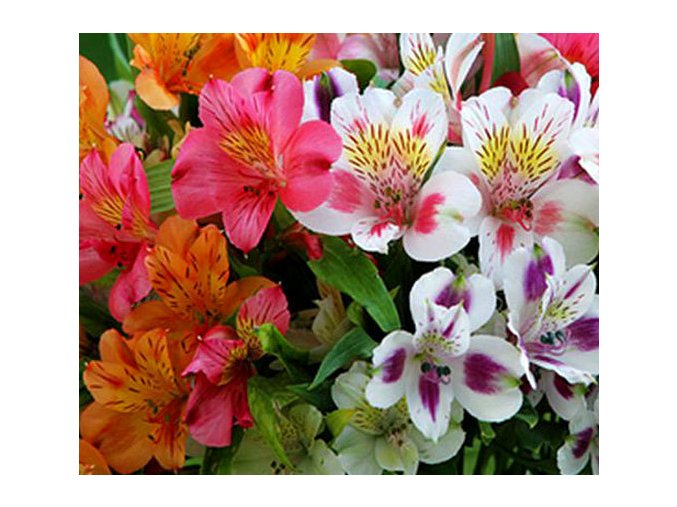 Alstroemeria mix 02
