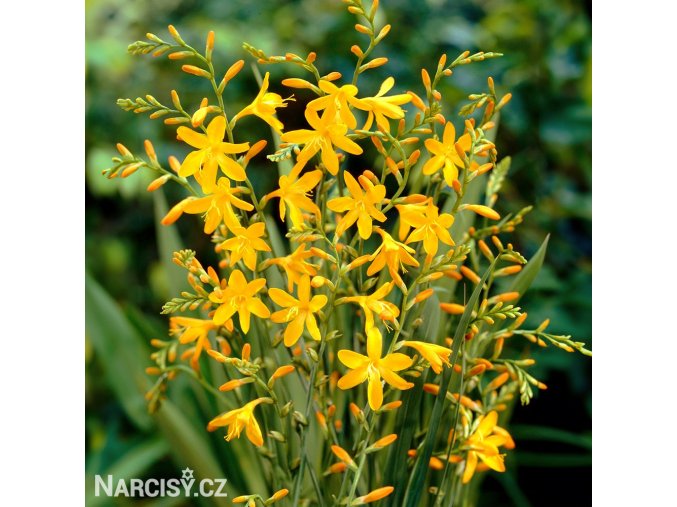 zluta montbrecie crocosmia george davidson 1