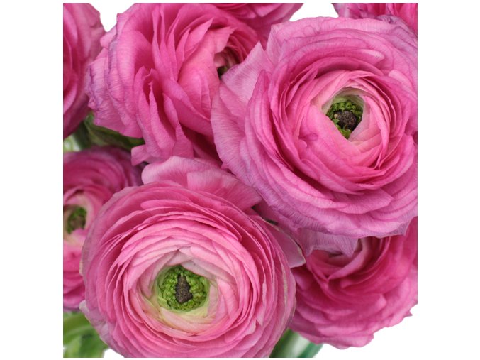 Ranunculus pink 05