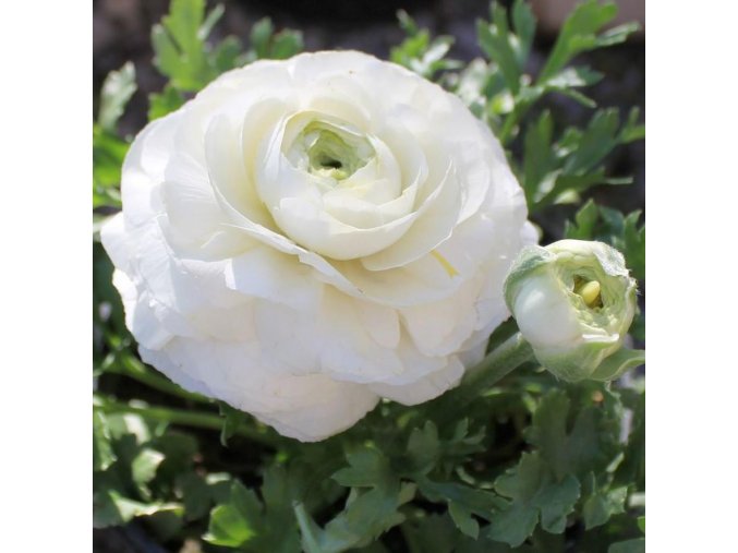 Ranunculus white 04