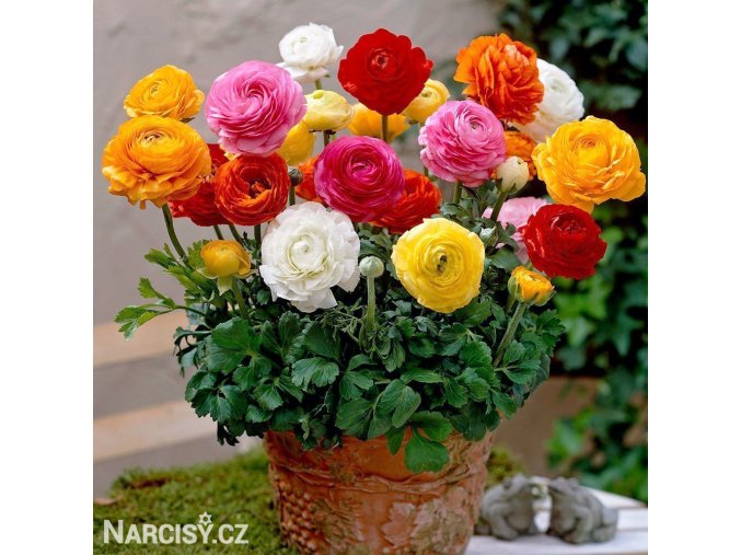 Ranunculus pryskyrniky mix 0