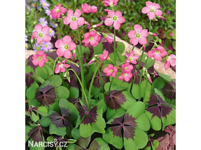 Ctyrlistek Oxalis Deppei 1