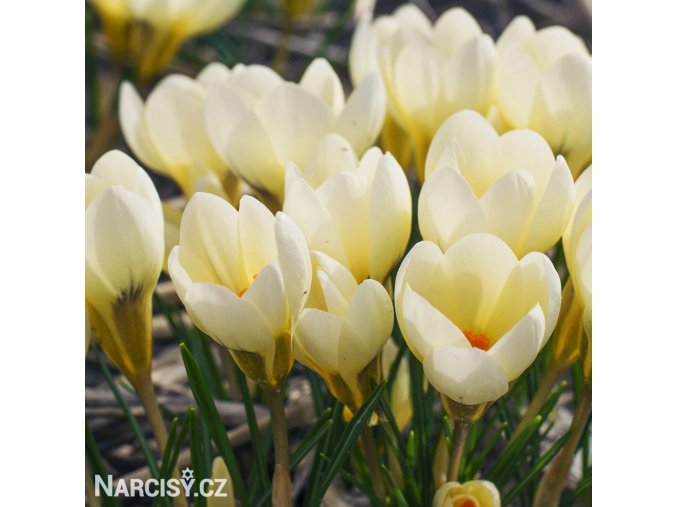 svetle zluty krokus cream beauty 1