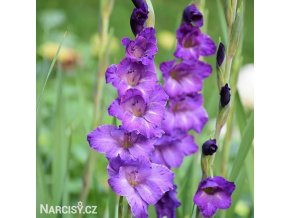 fialovy mecik Gladiol Blue Isle 1