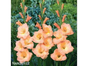 oranzovy mecik Gladiol Esta Bonita 1