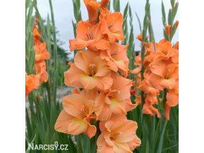 oranzovy mecik Gladiol Ovatie 1