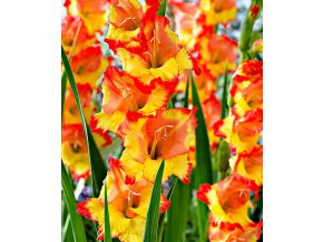 Gladiol Princess Margareth 01