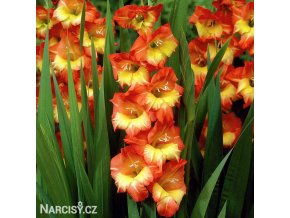 oranzovo zluty gladiolus mecik princess margaret 1