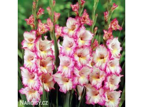 ruzovobily mecik gladiolus priscilla 1