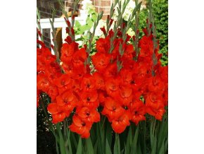 Gladiol Red 01