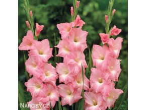 ruzovy mecik Gladiol Rose Supreme 1