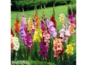 meciky smes Gladiol Mix 1