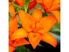 Lilie Orange Ton 1