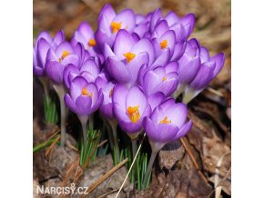 fialovy krokus barrs purple 2