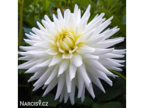 bila jirina my love 1