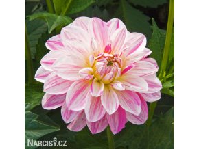 ruzovo bila jirina bonesta 1