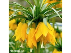 žlutý řebčík fritillaria Lutea 1