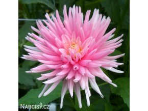 ruzova jirina park princess 1