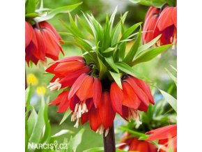 červený řebčík fritillaria rubra 1