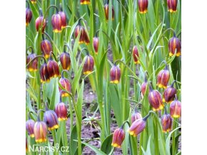 řepčík fritillaria uva vulpis 8