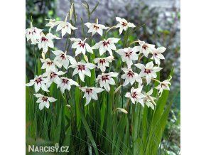 Acidanthera bicolor Pavi orchidej 1