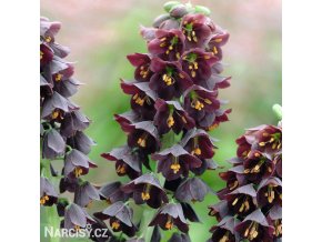 černý řebčík fritillaria persica 1