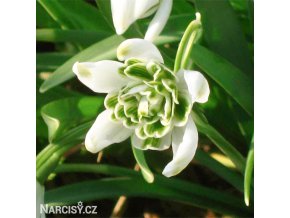 snezenka galanthus flore pleno 4