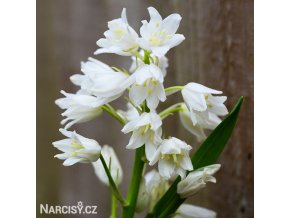 Hyacintovec bílý - Hyacinthoides hispanica white