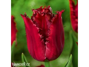 cerveny trepenity tulipan pacific pearl 1