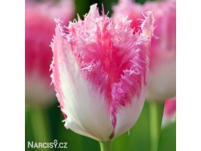 ruzovy trepenity tulipan fancy frills 1