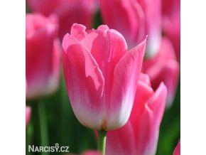 ruzovobily tulipan triumph dynasty 1